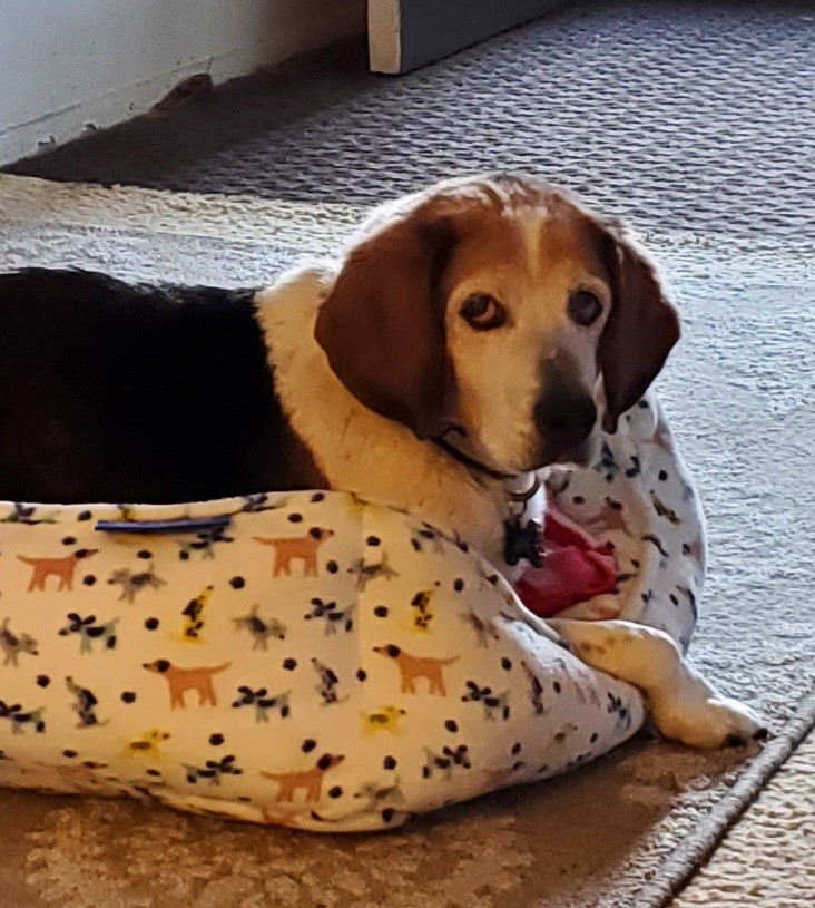 Bean’s Beagles Rescue