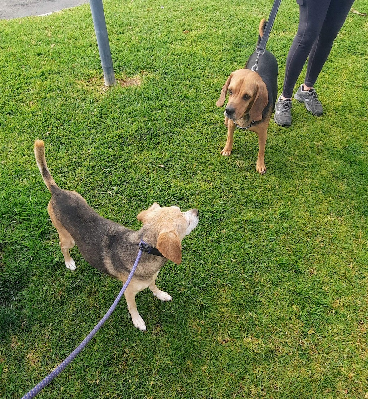 Available Dogs – Bean’s Beagles Rescue