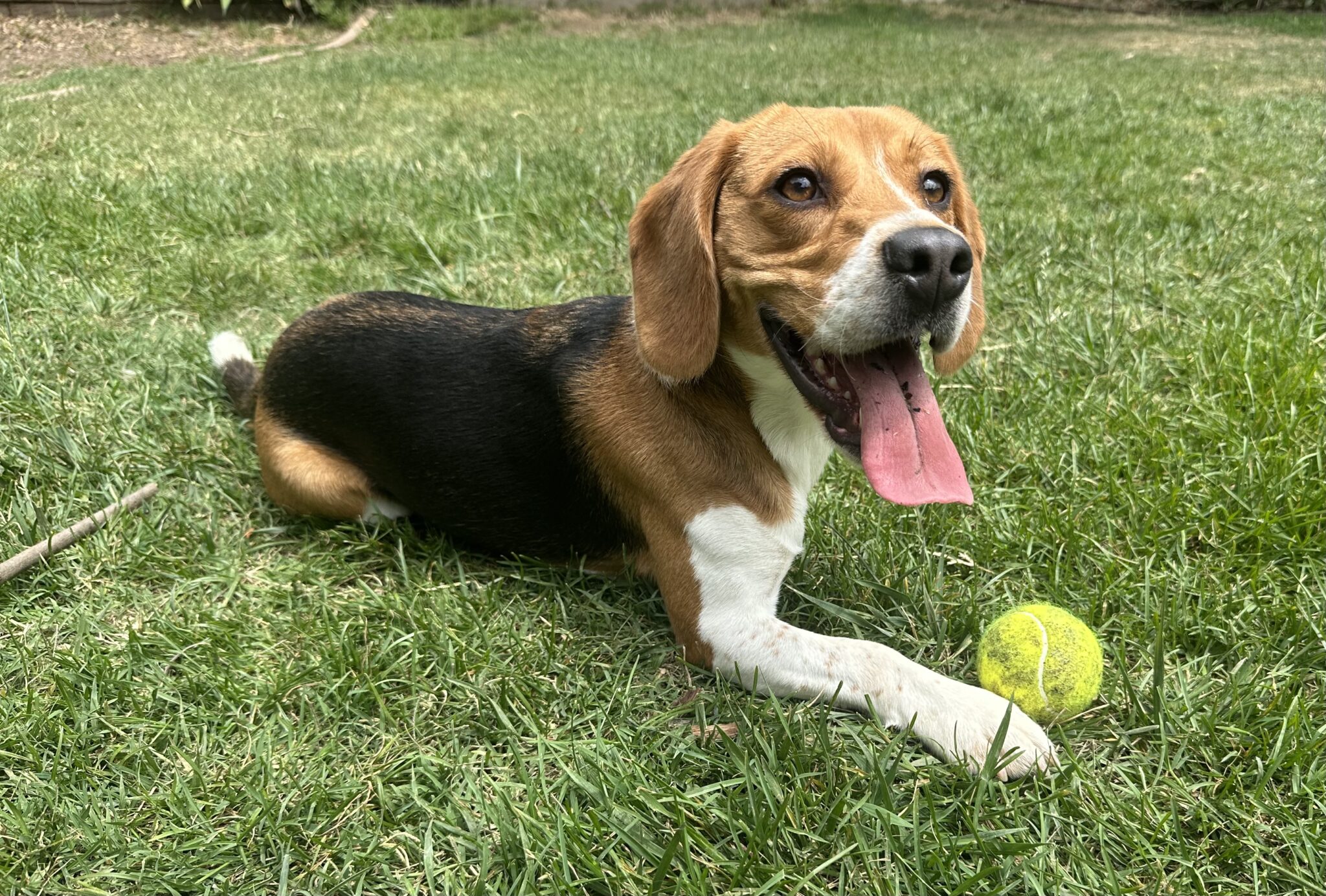 Beagle Open Inquiry Available Dogs – Bean’s Beagles Rescue