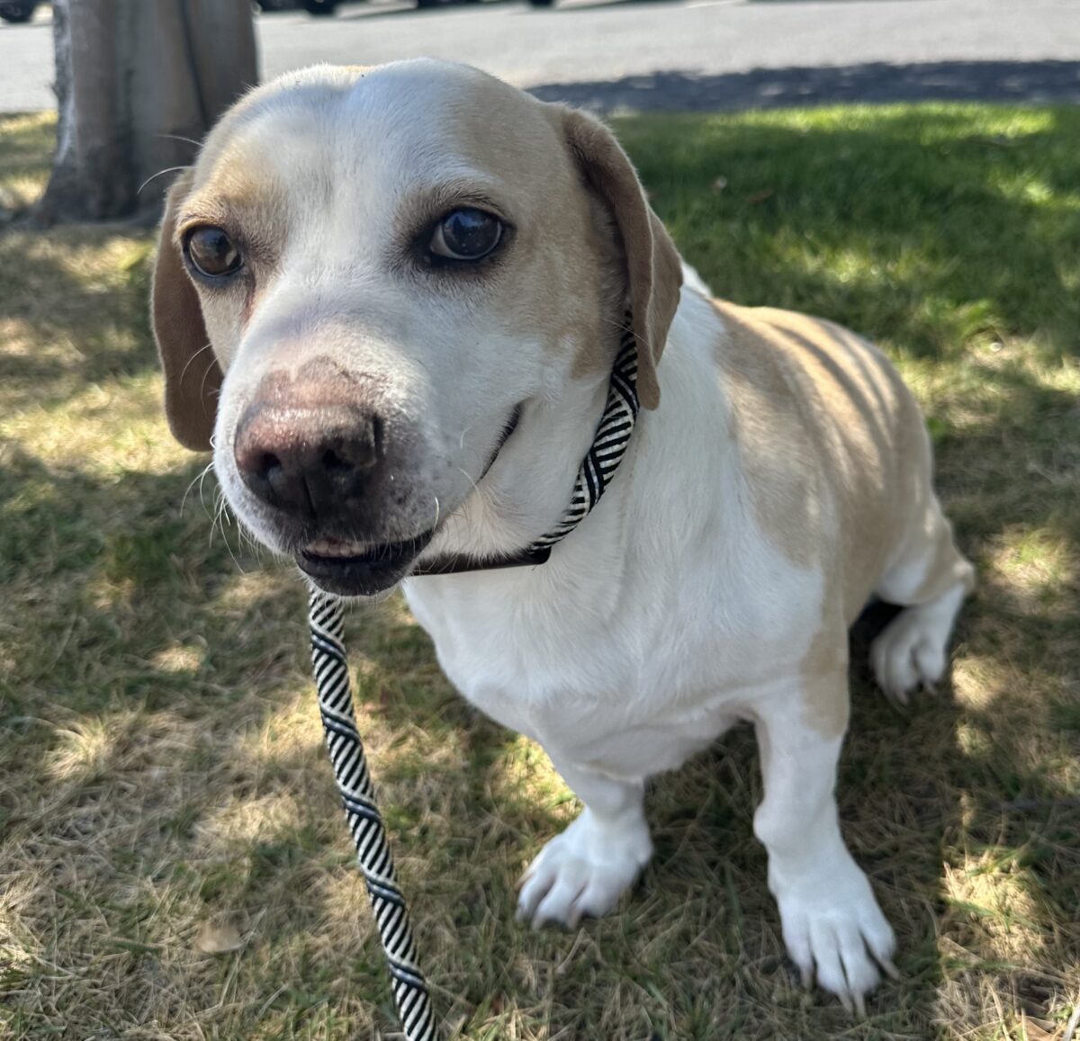 Bean's Beagles Rescue – We provide rescue, rehabilitation and re-homing ...