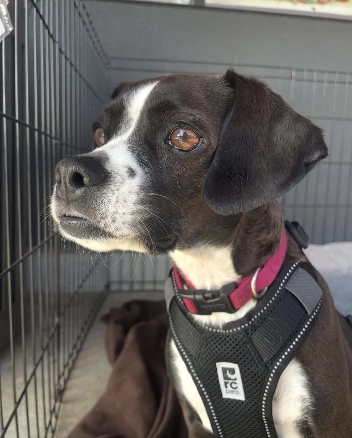 Bean's Beagles Rescue – We provide rescue, rehabilitation and re-homing ...
