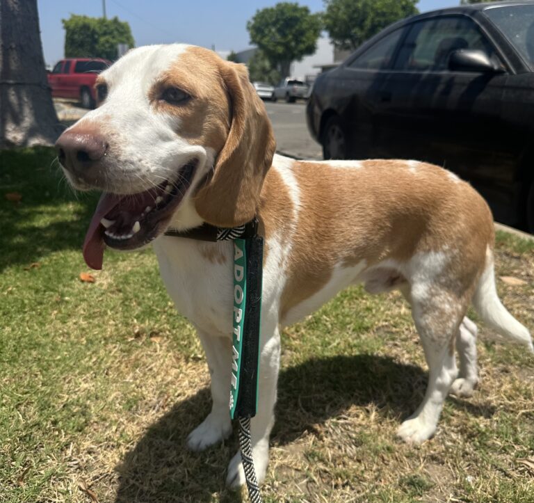 Available Dogs – Bean’s Beagles Rescue