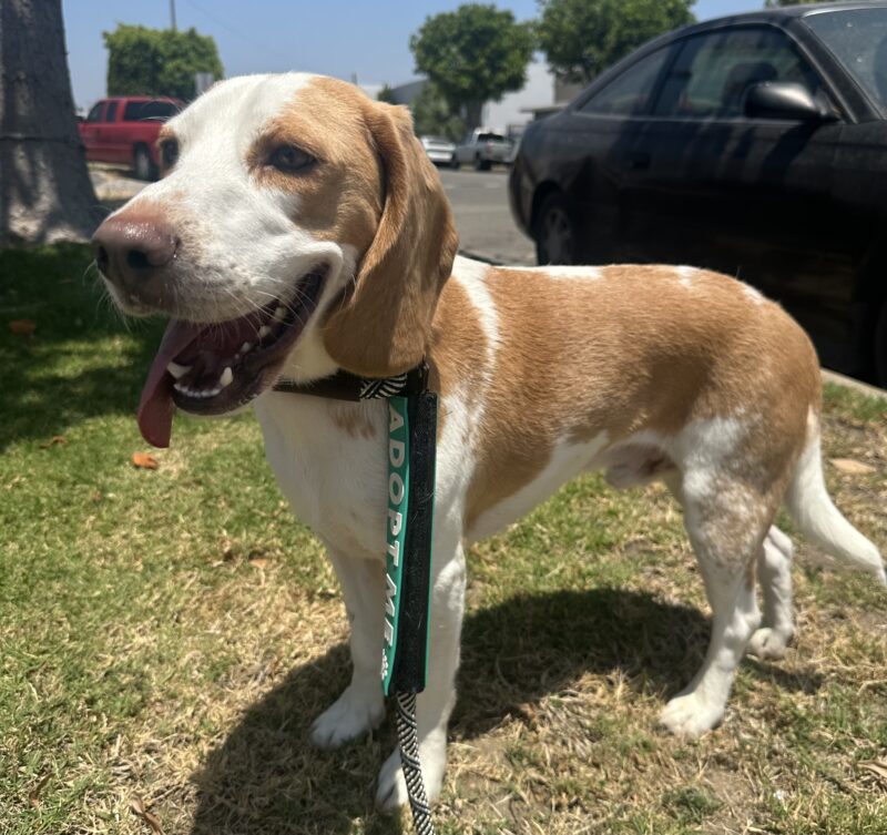 Beagle Open Inquiry Available Dogs – Bean’s Beagles Rescue
