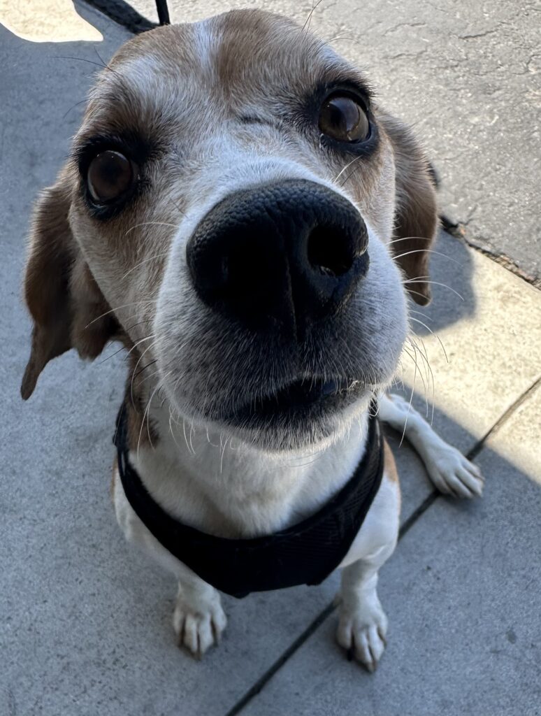 Available Dogs – Bean’s Beagles Rescue