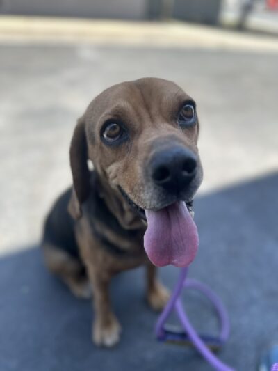 Bean's Beagles Rescue – We provide rescue, rehabilitation and re-homing ...
