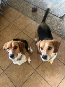 E6289B0C-FA54-4518-99DF-14438E0A123F_1_105_c