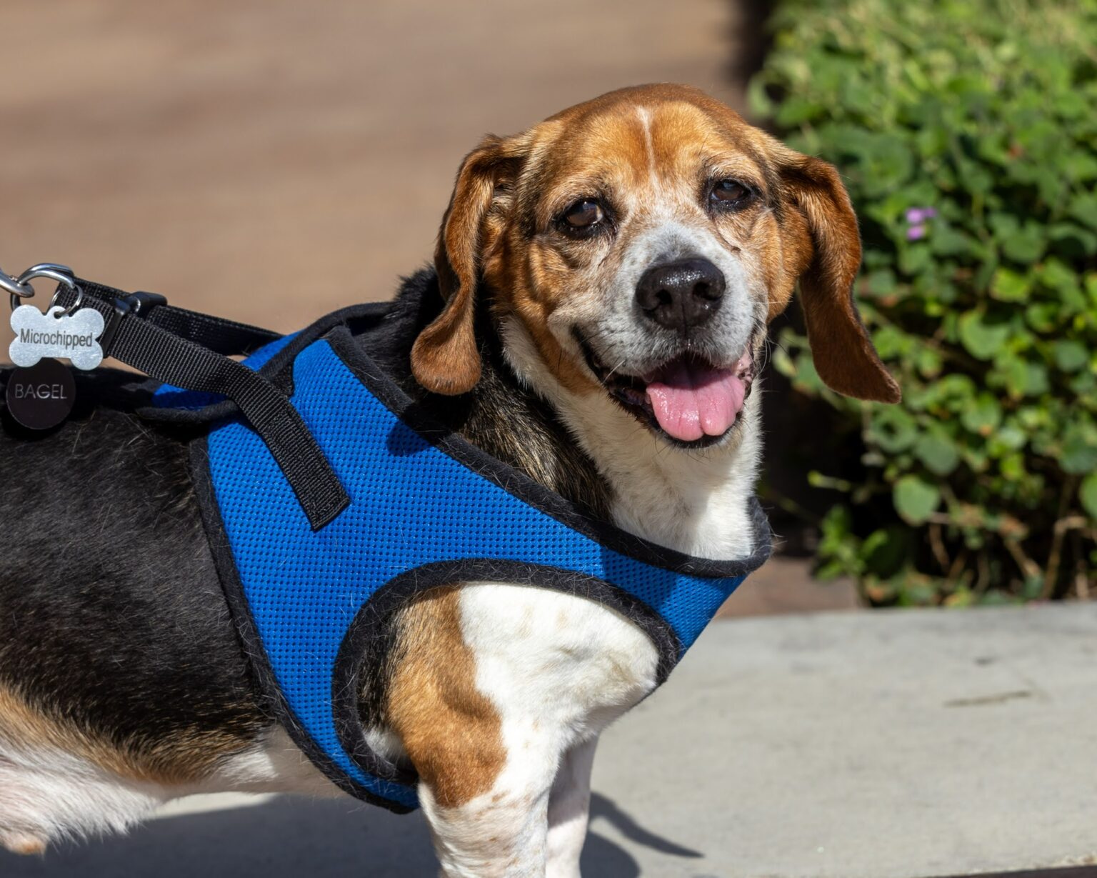 Bean’s Beagles Rescue – We provide rescue, rehabilitation and re-homing ...